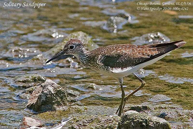 Solitary Sandpiperadult transition