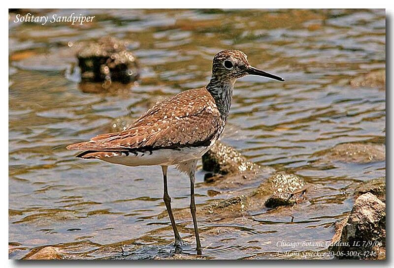 Solitary Sandpiper