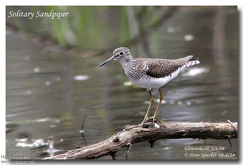 Chevalier solitaireadulte nuptial, identification