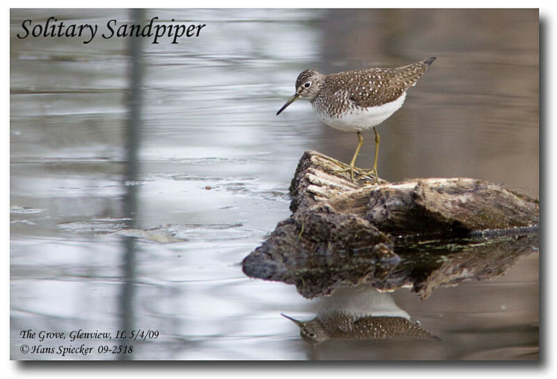 Solitary Sandpiperadult