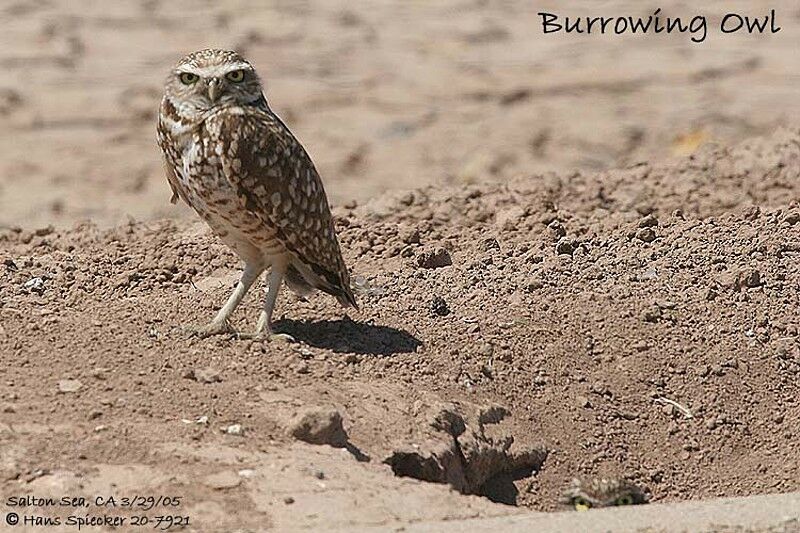 Burrowing Owl