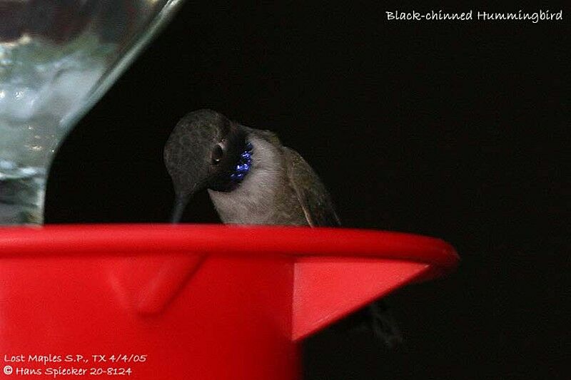 Black-chinned Hummingbird