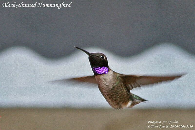 Colibri à gorge noire mâle adulte