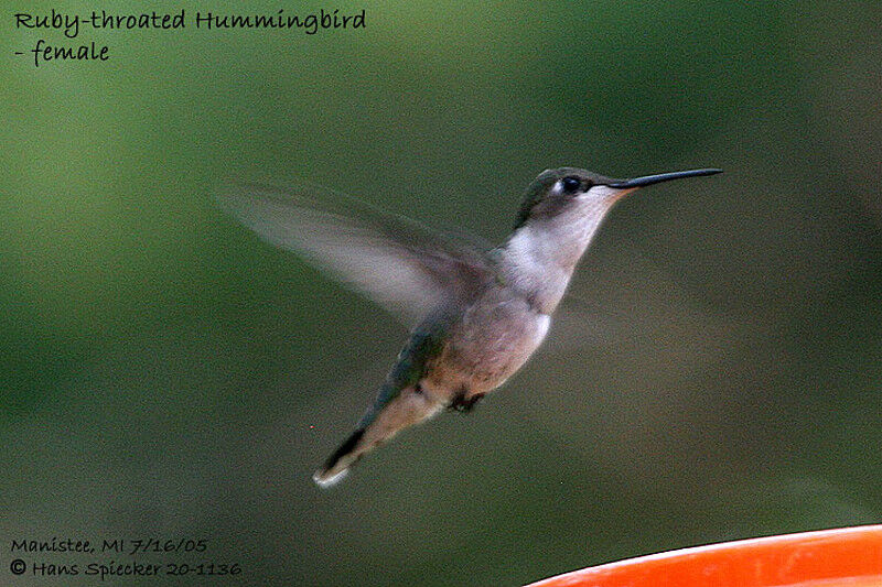 Ruby-throated Hummingbird