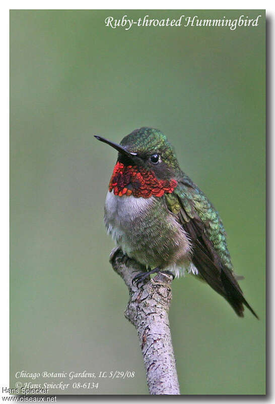 Colibri à gorge rubis mâle adulte nuptial, identification