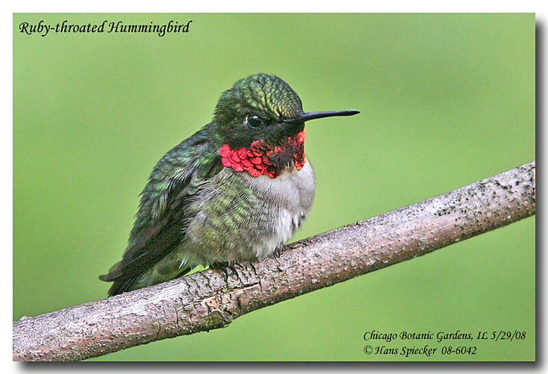 Colibri à gorge rubis mâle adulte