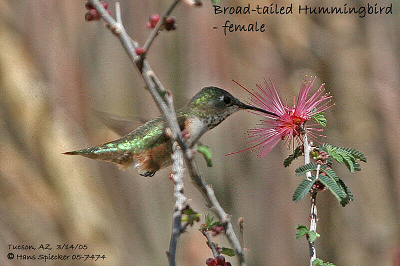 Broad-tailed Hummingbird