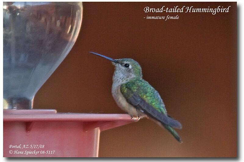 Colibri à queue large femelle immature