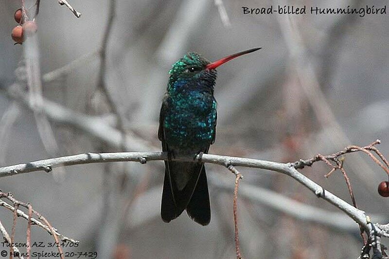 Broad-billed Hummingbird