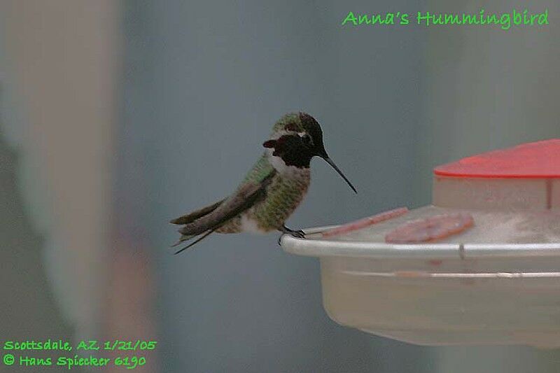 Anna's Hummingbird