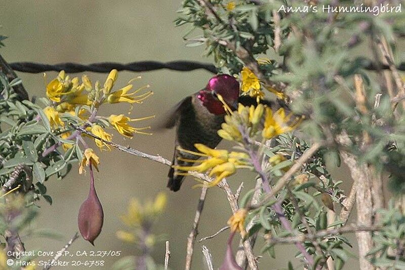 Anna's Hummingbird