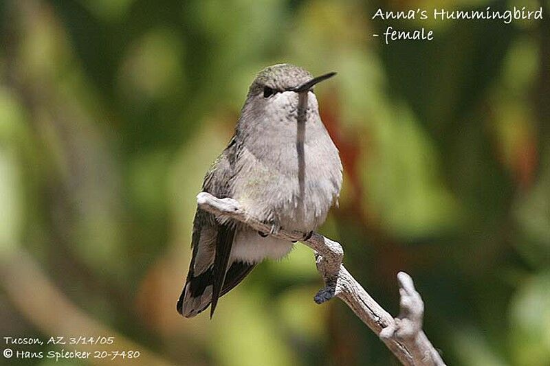 Anna's Hummingbird