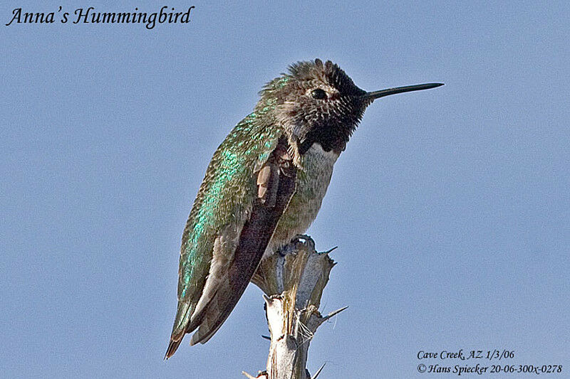 Anna's Hummingbird