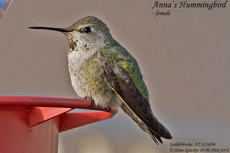 Anna's Hummingbird