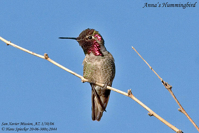 Anna's Hummingbird