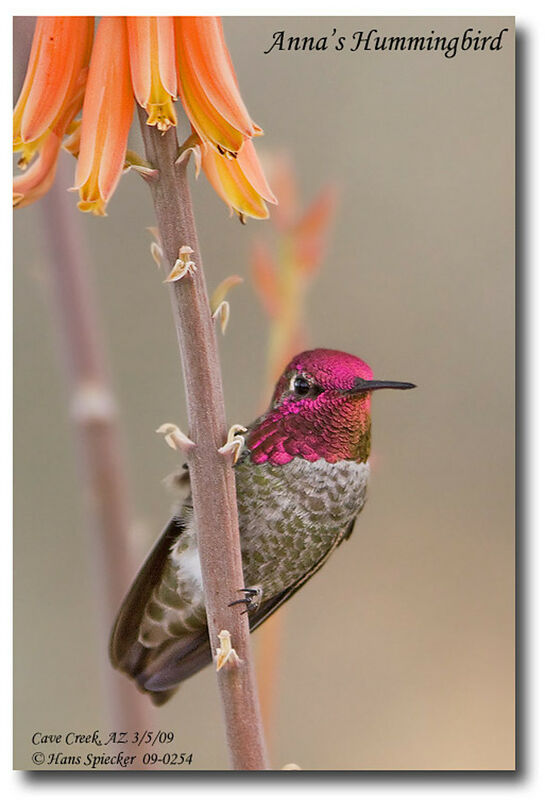 Colibri d'Anna mâle adulte