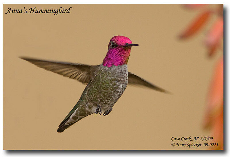 Colibri d'Anna mâle adulte