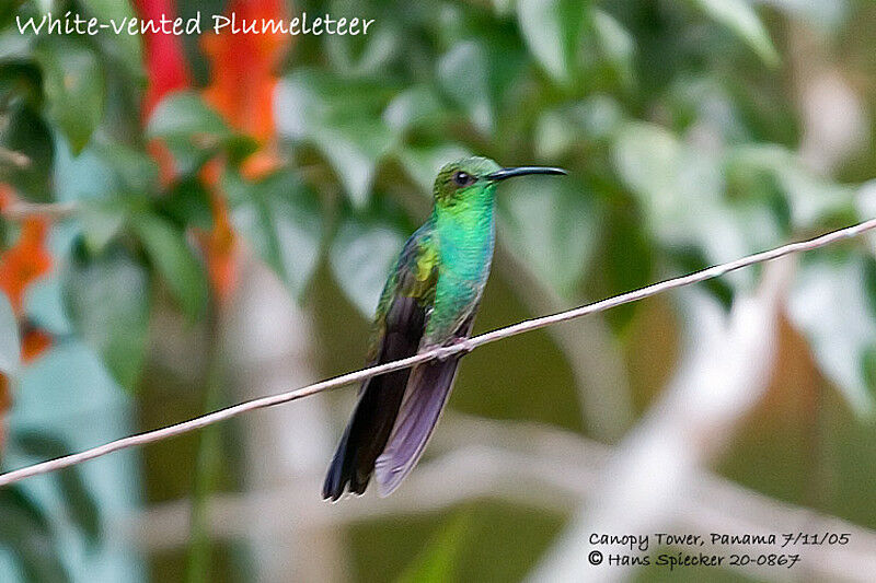 Colibri de Buffon