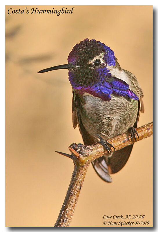 Costa's Hummingbird male adult