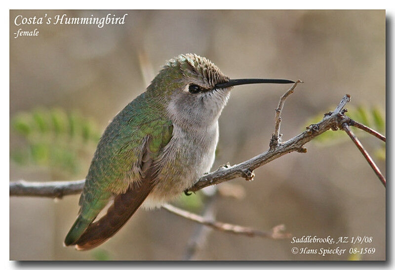 Costa's Hummingbird female adult