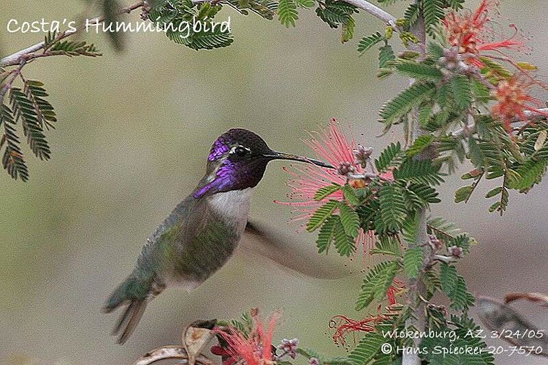 Costa's Hummingbird