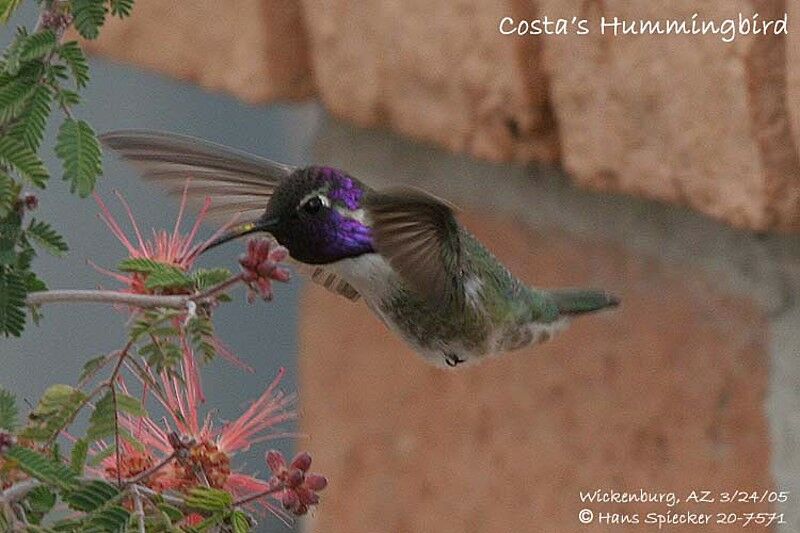 Colibri de Costa