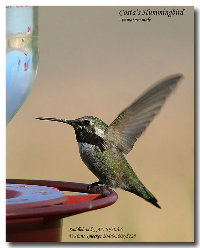 Costa's Hummingbird male subadult