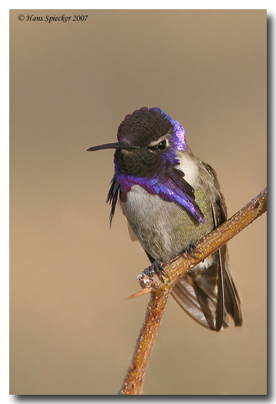 Colibri de Costa mâle adulte