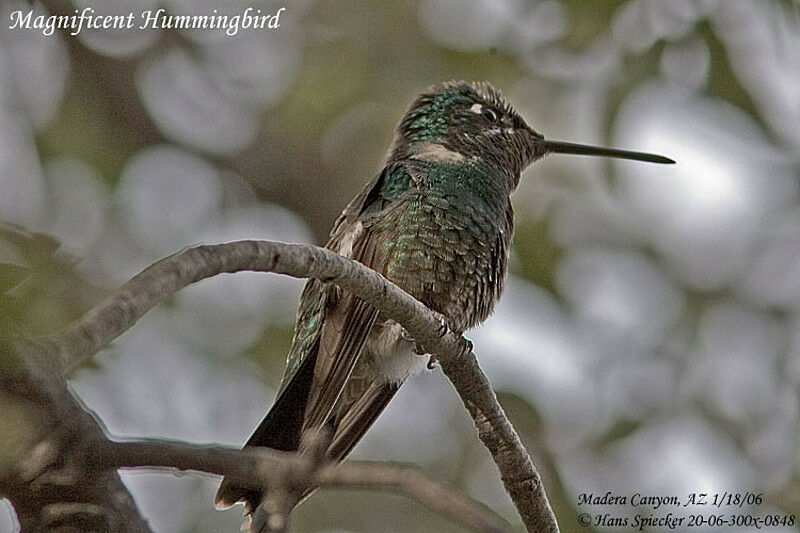 Colibri de Rivoli