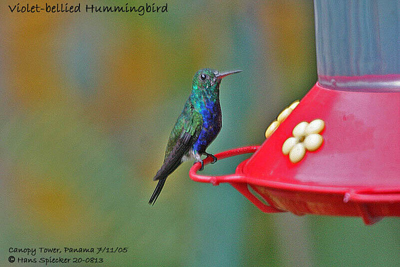 Violet-bellied Hummingbird (feliciana)