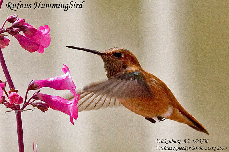 Rufous Hummingbirdadult