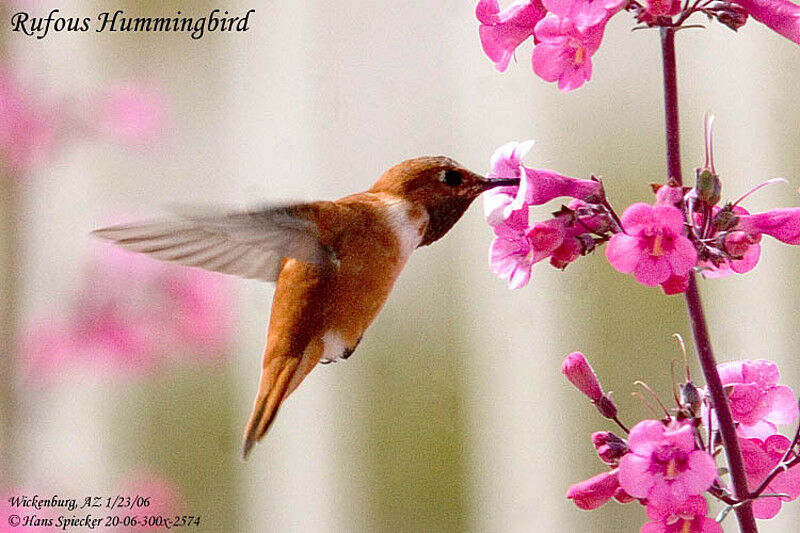 Rufous Hummingbird male adult