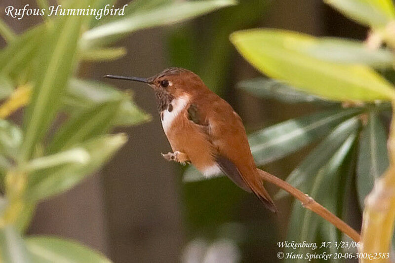 Colibri roux mâle adulte, identification