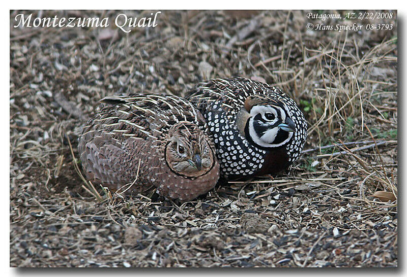 Montezuma Quail adult