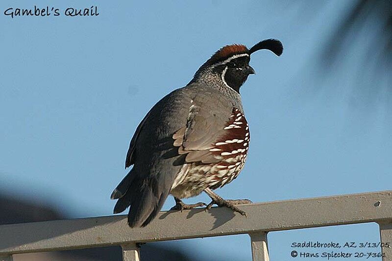 Gambel's Quail