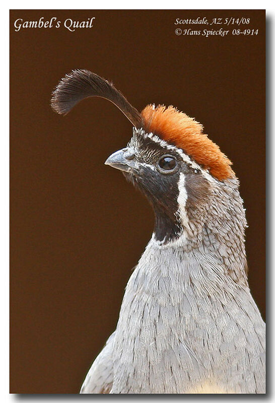 Gambel's Quail male adult