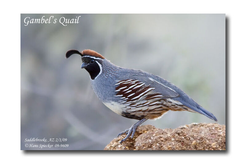 Gambel's Quail male adult