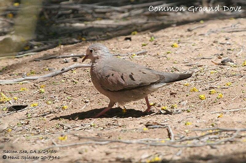 Common Ground Dove