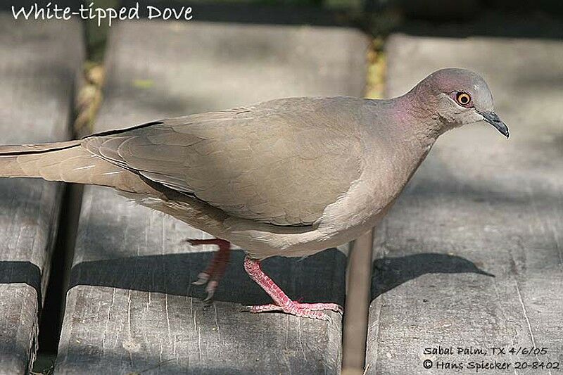 White-tipped Dove