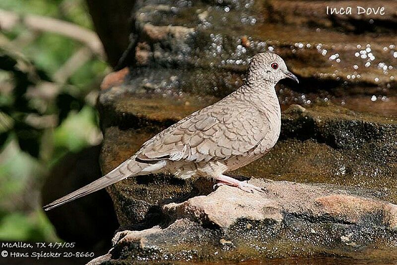 Inca Dove