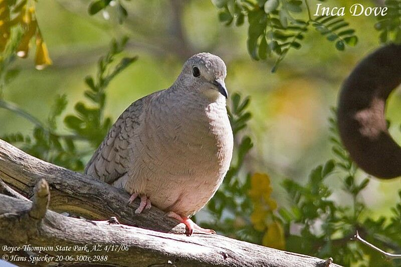 Colombe incaadulte