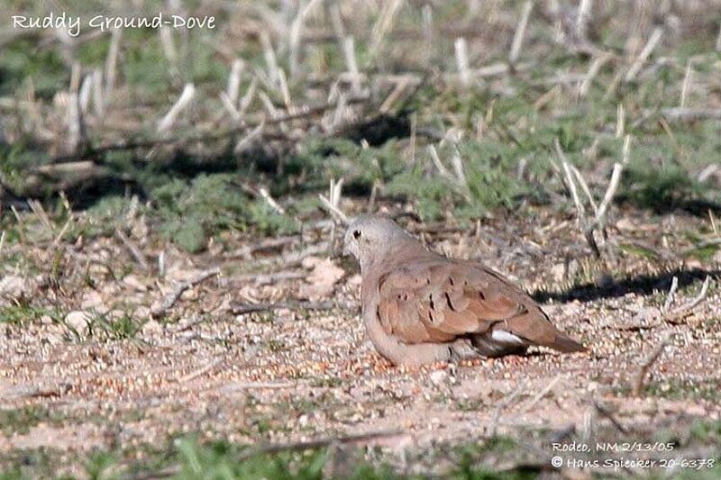 Ruddy Ground Dove