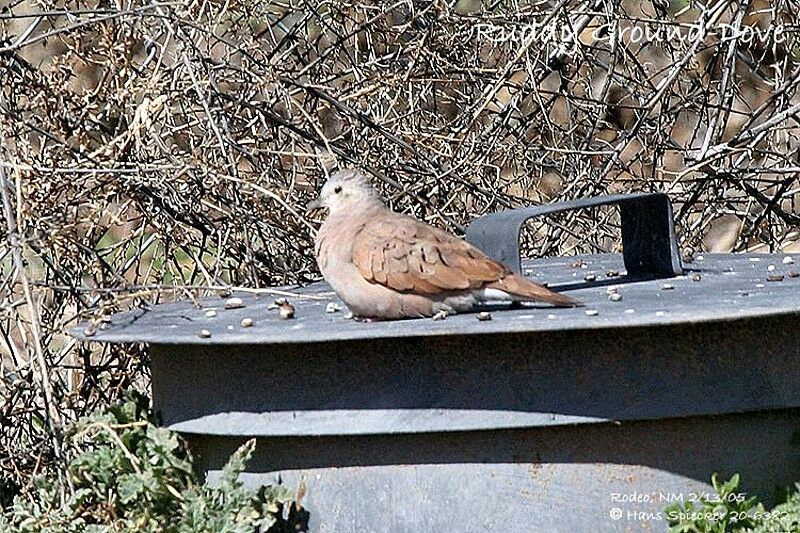 Ruddy Ground Dove