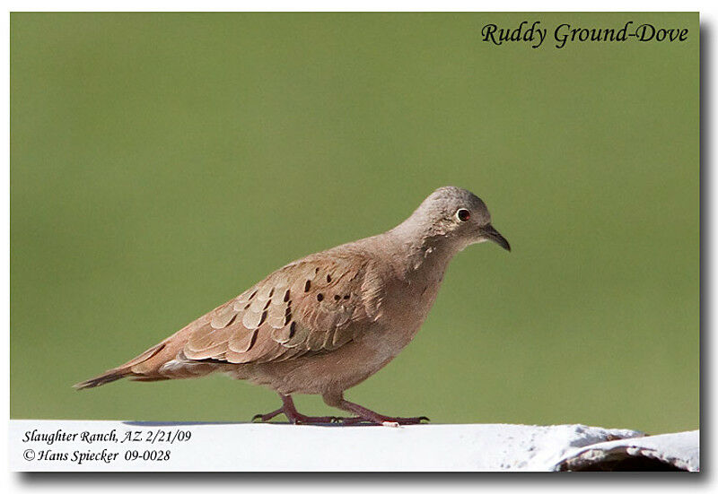 Ruddy Ground Doveadult