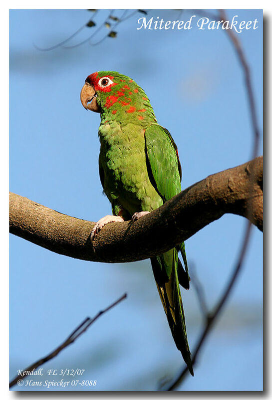 Mitred Parakeetadult