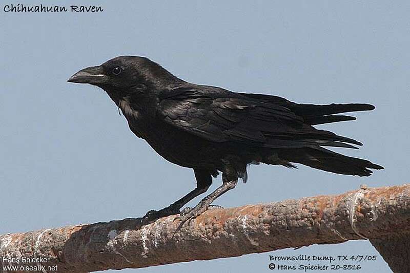 Corbeau à cou blanc