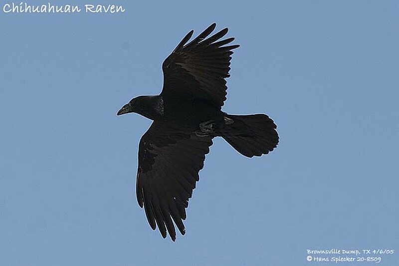 Chihuahuan Raven