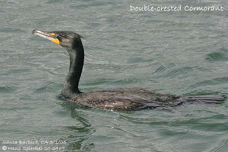 Cormoran à aigrettes