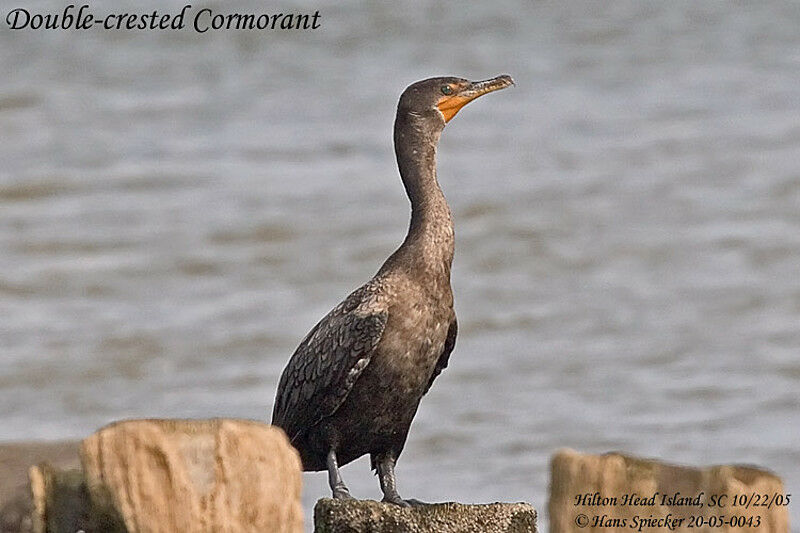 Cormoran à aigrettes