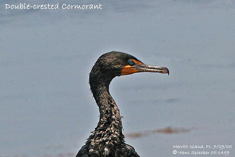 Cormoran à aigrettes